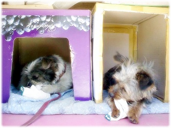 코코와 로또 개껌대신 면장갑을..