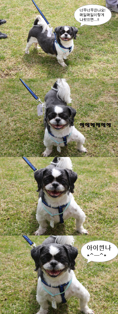 입양동물의날행사 1편 - 사무실아이들