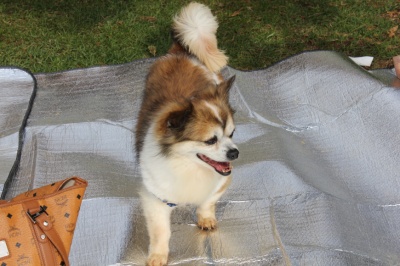 입양동물의날행사 2편 - 사무실아이들