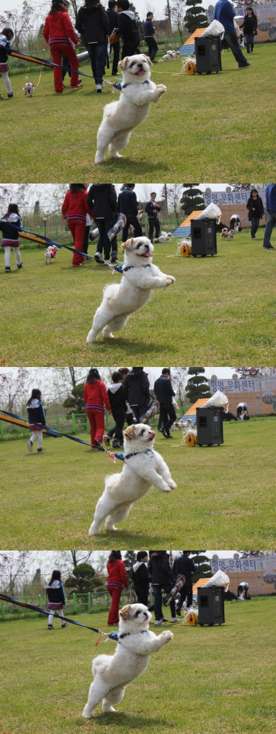 입양동물의날행사 2편 - 사무실아이들
