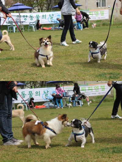 입양동물의날행사 3편 - 사무실아이들