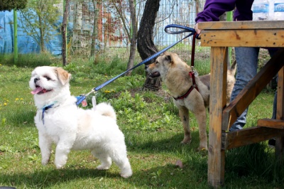 입양동물의날행사 3편 - 사무실아이들