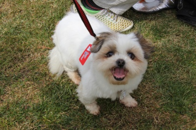 입양동물의날행사 5편 - 사무실아이들