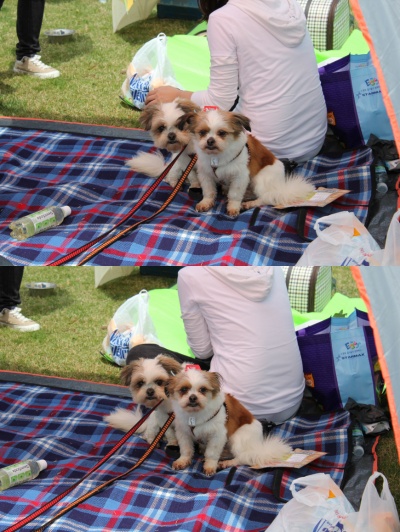 입양동물의날행사 7편 - 사무실아이들