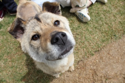 입양동물의날행사 8편 - 사무실아이들