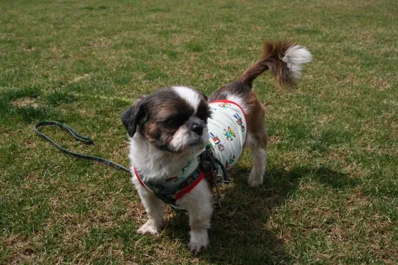 로시(둥이)와 멍멍랜드에서