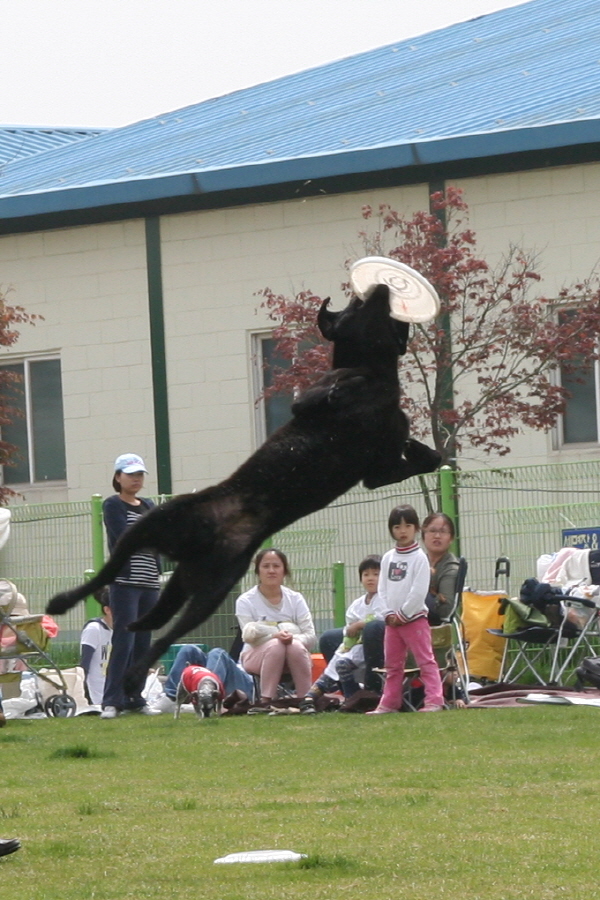 로시(둥이)와 멍멍랜드에서