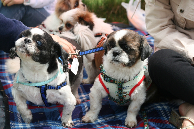 로시(둥이)와 멍멍랜드에서