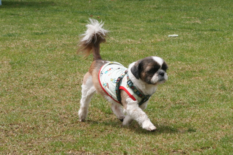 로시(둥이)와 멍멍랜드에서