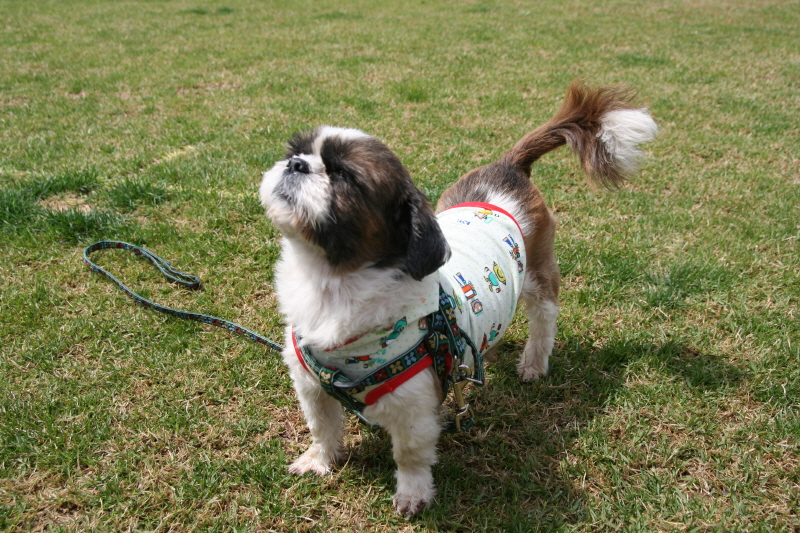 로시(둥이)와 멍멍랜드에서