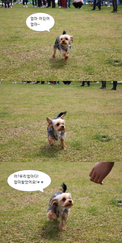 입양동물의날행사 2편 - 게임