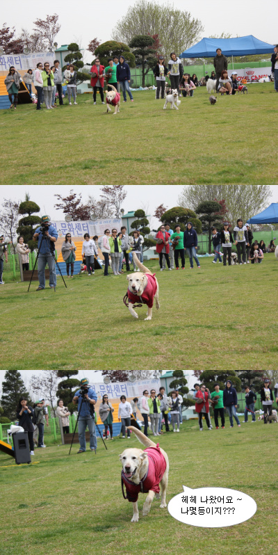 입양동물의날행사 2편 - 게임