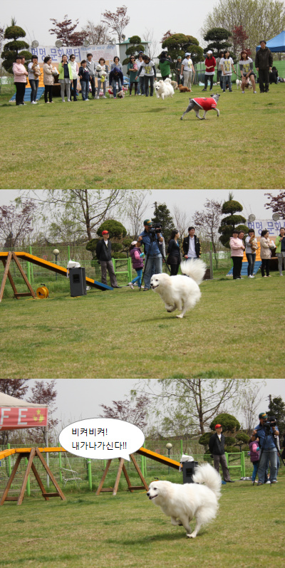 입양동물의날행사 3편 - 게임