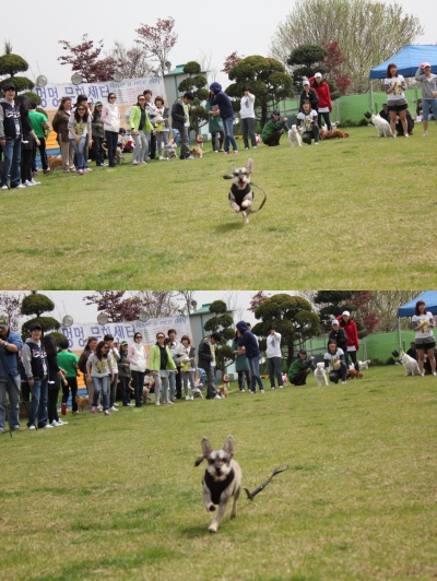 입양동물의날행사 3편 - 게임