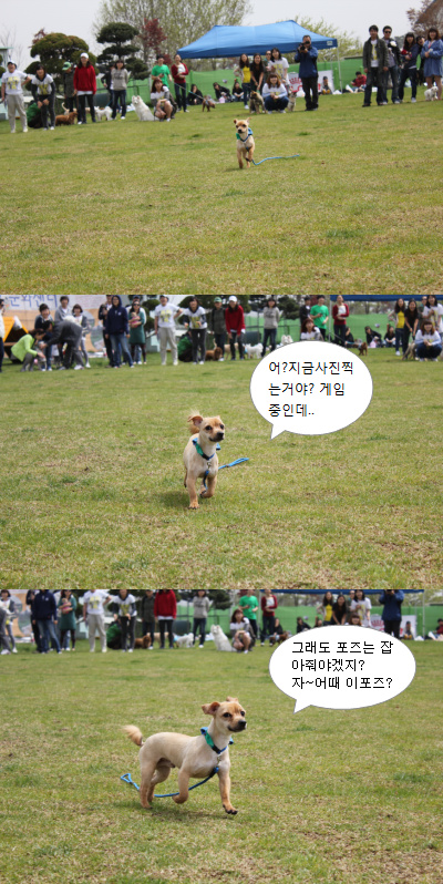 입양동물의날행사 3편 - 게임