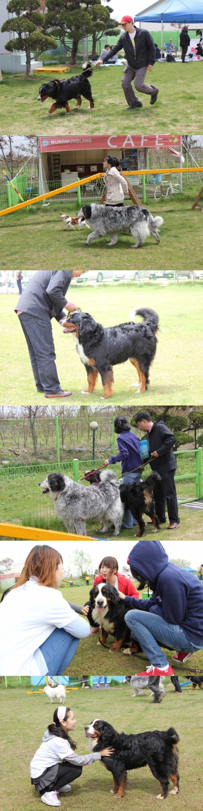 입양동물의날행사 2편 - 놀러왔어요