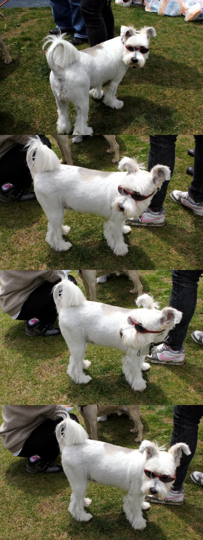 입양동물의날행사 6편 - 놀러왔어요