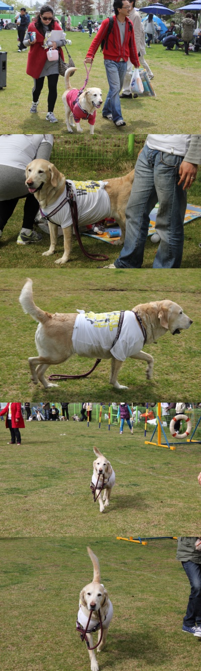 입양동물의날행사 7편 - 놀러왔어요