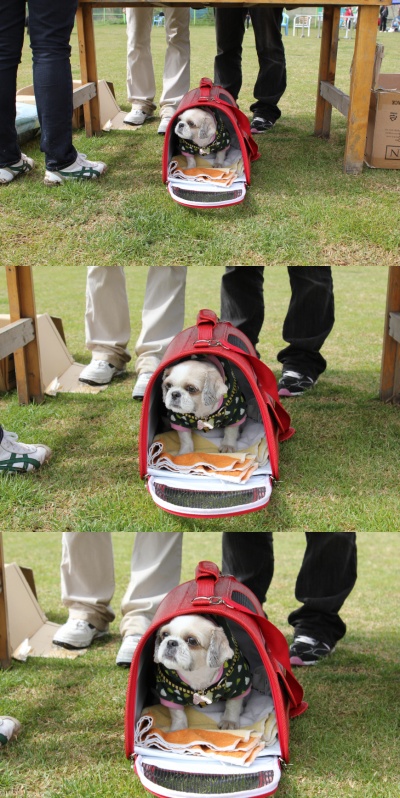 입양동물의날행사 8편 - 놀러왔어요