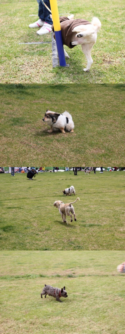 입양동물의날행사 9편 - 놀러왔어요