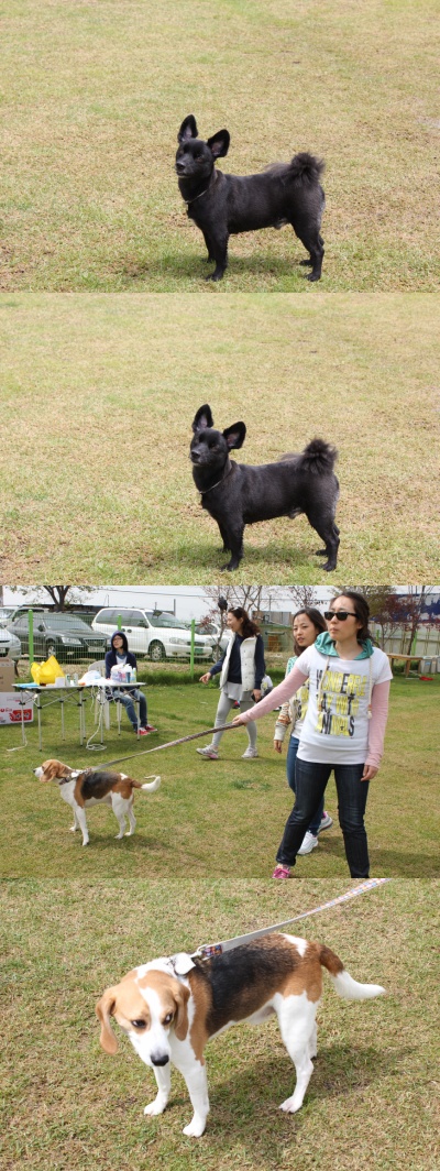 입양동물의날행사 12편 - 놀러왔어요