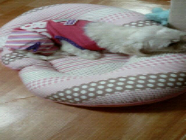 김구슬양 입양후 완벽 적응이예요..