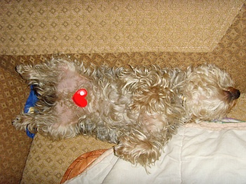 천사같은 우리 뽀두....♥