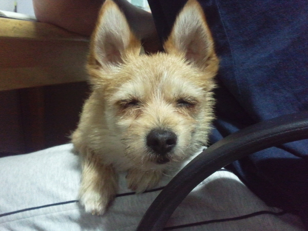 봉많형제 놀러왔어요