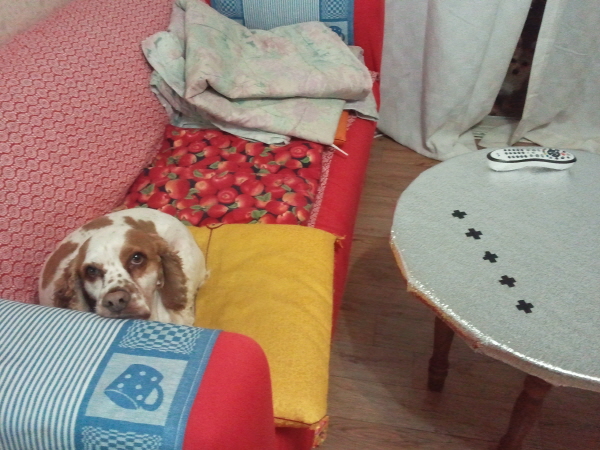 봉많형제 놀러왔어요