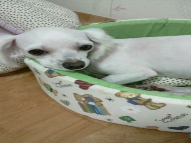 구슬이와뽕이의 입양 적응기..