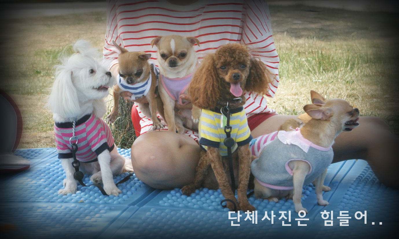 방울이딸랑이(한강나들이!)