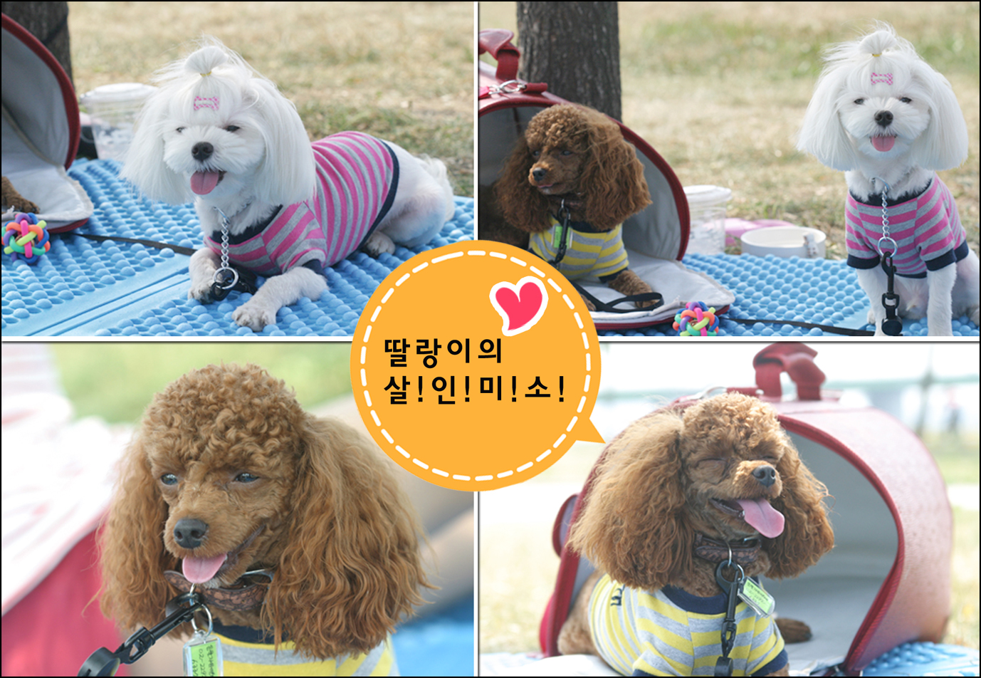 방울이딸랑이(한강나들이!)