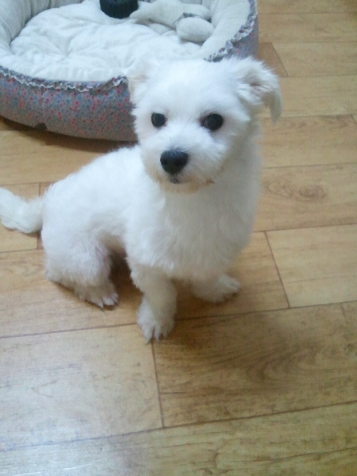 애교많고 명랑 쾌활한 똘망이의 안부~