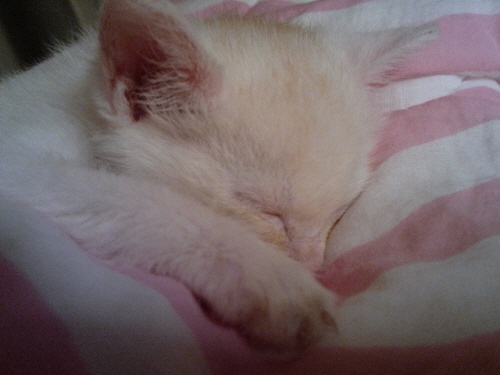 오랜만에 꼬맹이에요.