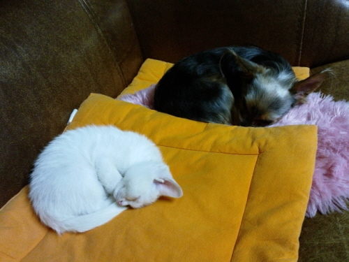 오랜만에 꼬맹이에요.