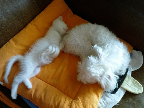 오랜만에 꼬맹이에요.