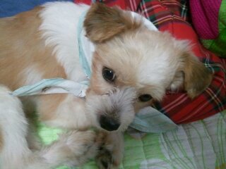 광명이 이제 마음껏 뛰놀 수 있는 집 놀게 되었습니다.