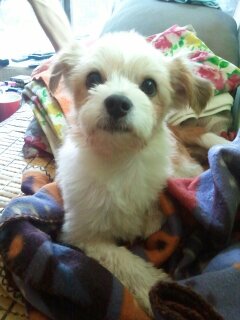 광명이 이제 마음껏 뛰놀 수 있는 집 놀게 되었습니다.