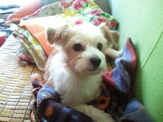 광명이 이제 마음껏 뛰놀 수 있는 집 놀게 되었습니다.