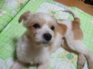 광명이 이제 마음껏 뛰놀 수 있는 집 놀게 되었습니다.