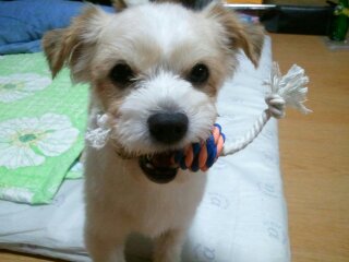 광명이 이제 마음껏 뛰놀 수 있는 집 놀게 되었습니다.