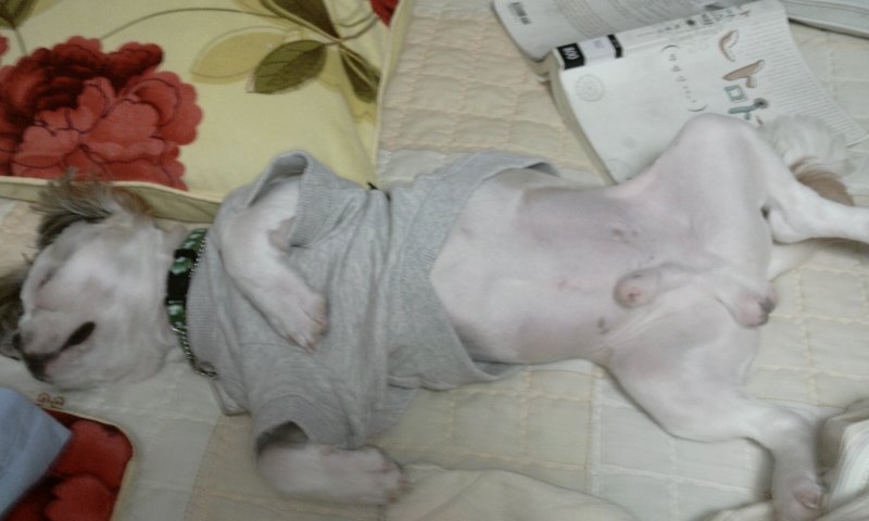 아톰으로 태어난 '멍이' 소식 전해요