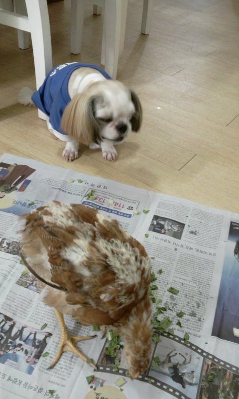 아톰으로 태어난 '멍이' 소식 전해요