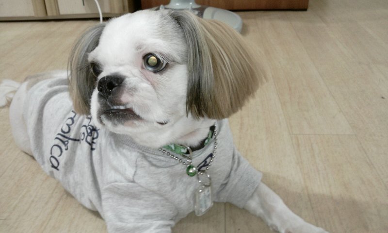 아톰으로 태어난 '멍이' 소식 전해요