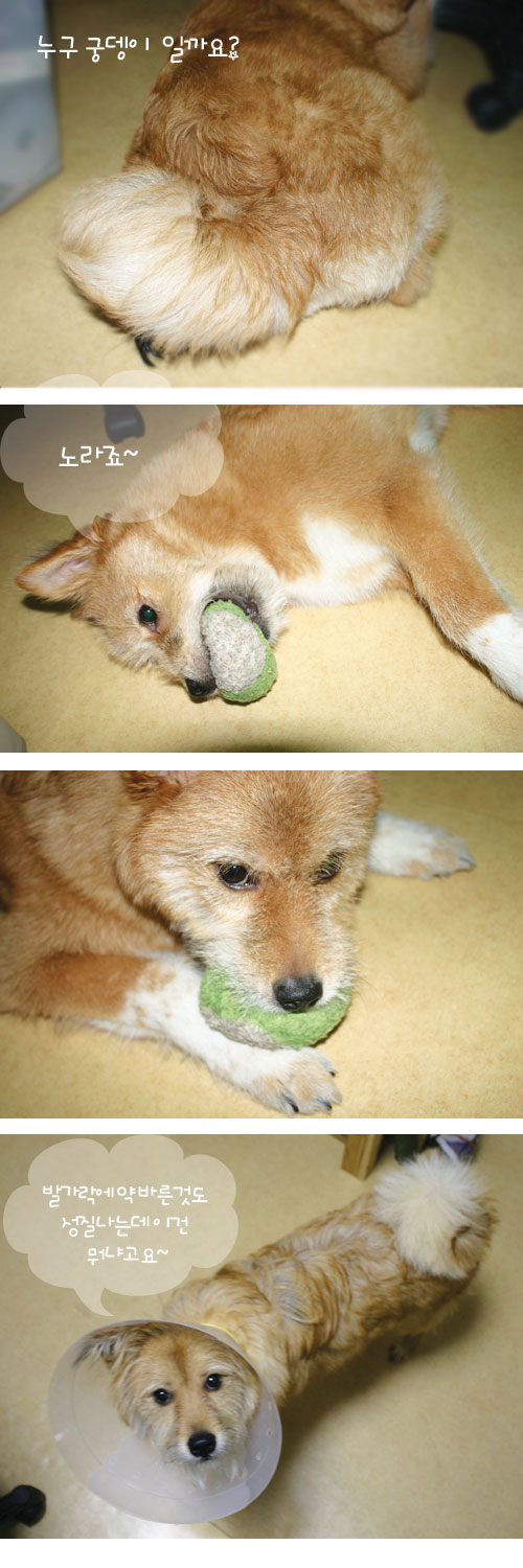 누렁이 한강에서 오리배 타고 놀았어요^^*