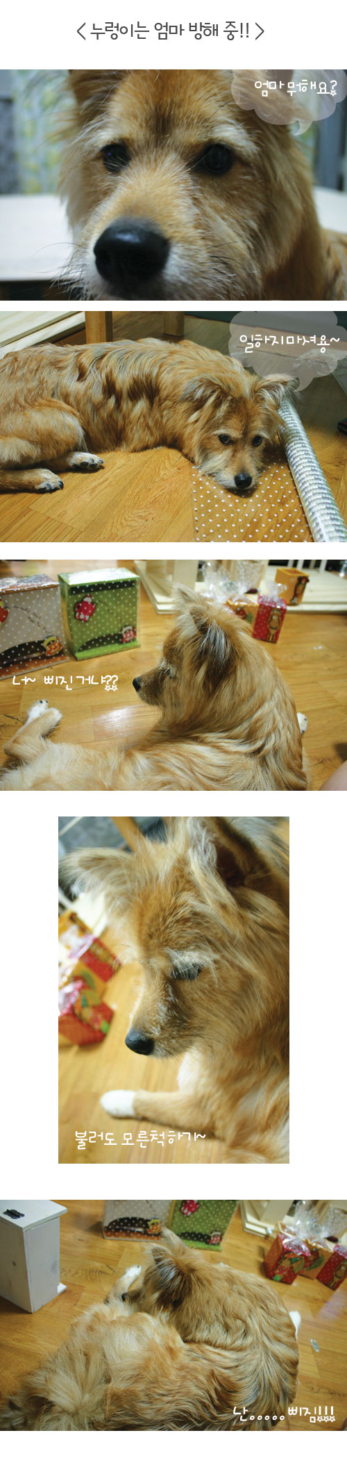 누렁이 한강에서 오리배 타고 놀았어요^^*