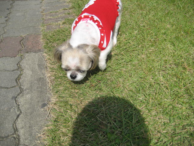 진주초롱 산책2