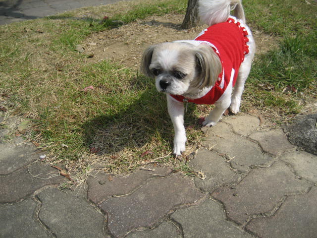 진주초롱 산책2