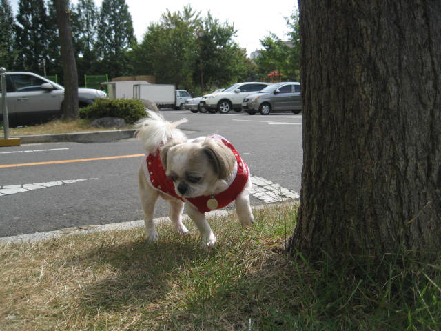 진주초롱 산책2