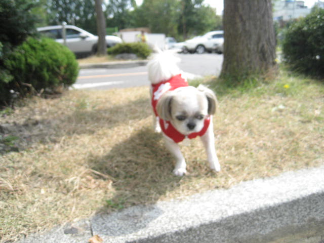 진주초롱 산책2